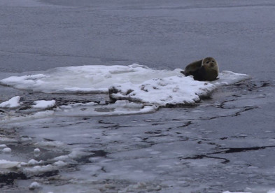 Жители Колы встретили на берегу тюленя