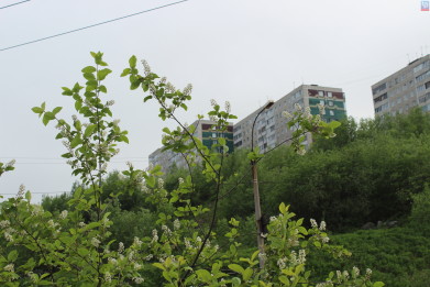 В основном прохладная погода ожидается в Мурманской области