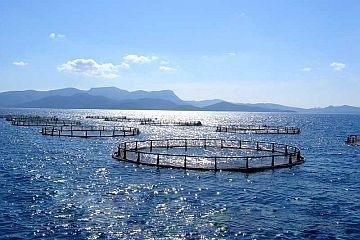 Обеспечение эпизоотического благополучия в хозяйствах аквакультуры области - совместная работа рыбоводных предприятий и специалистов ветеринарной службы Мурманской области