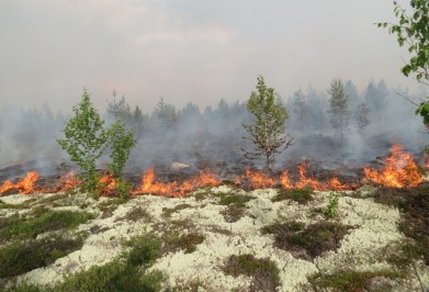 Начало пожароопасного сезона в лесах Мурманской области в 2015 году установлено с 1 мая