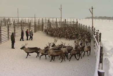 Продолжается прием заявок на санаторно-курортное лечение работников оленеводческих хозяйств и общин коренных малочисленных народов Севера