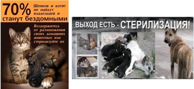Раз в месяц в Мурманске можно стерилизовать домашнее животное по специальным ценам