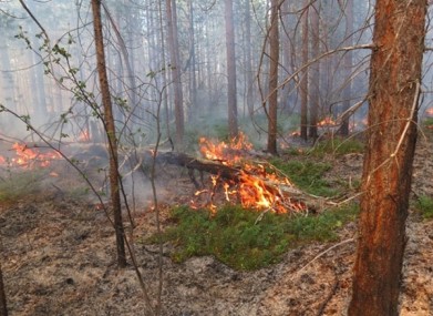 В Мурманской области с начала пожароопасного сезона ликвидировано 10 лесных пожаров