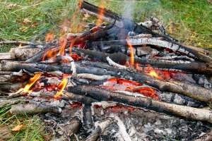 Министерство природных ресурсов и экологии Мурманской области усилило контроль за лицами, пребывающими в лесах