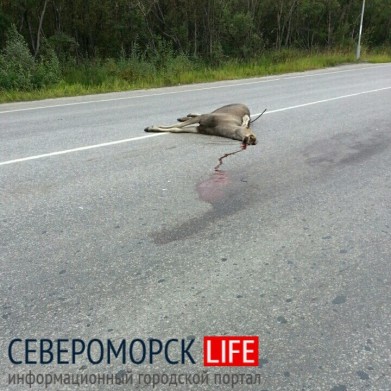 В Сафоново сбили лося