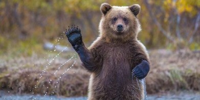 Медведь разогнал пикник в районе Пригородного