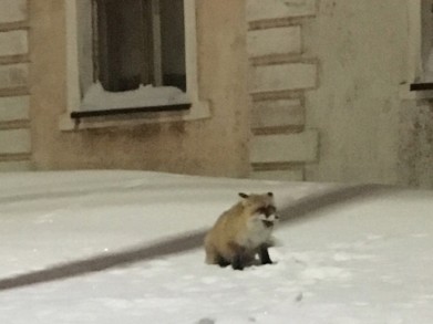 В Никель зашла лиса