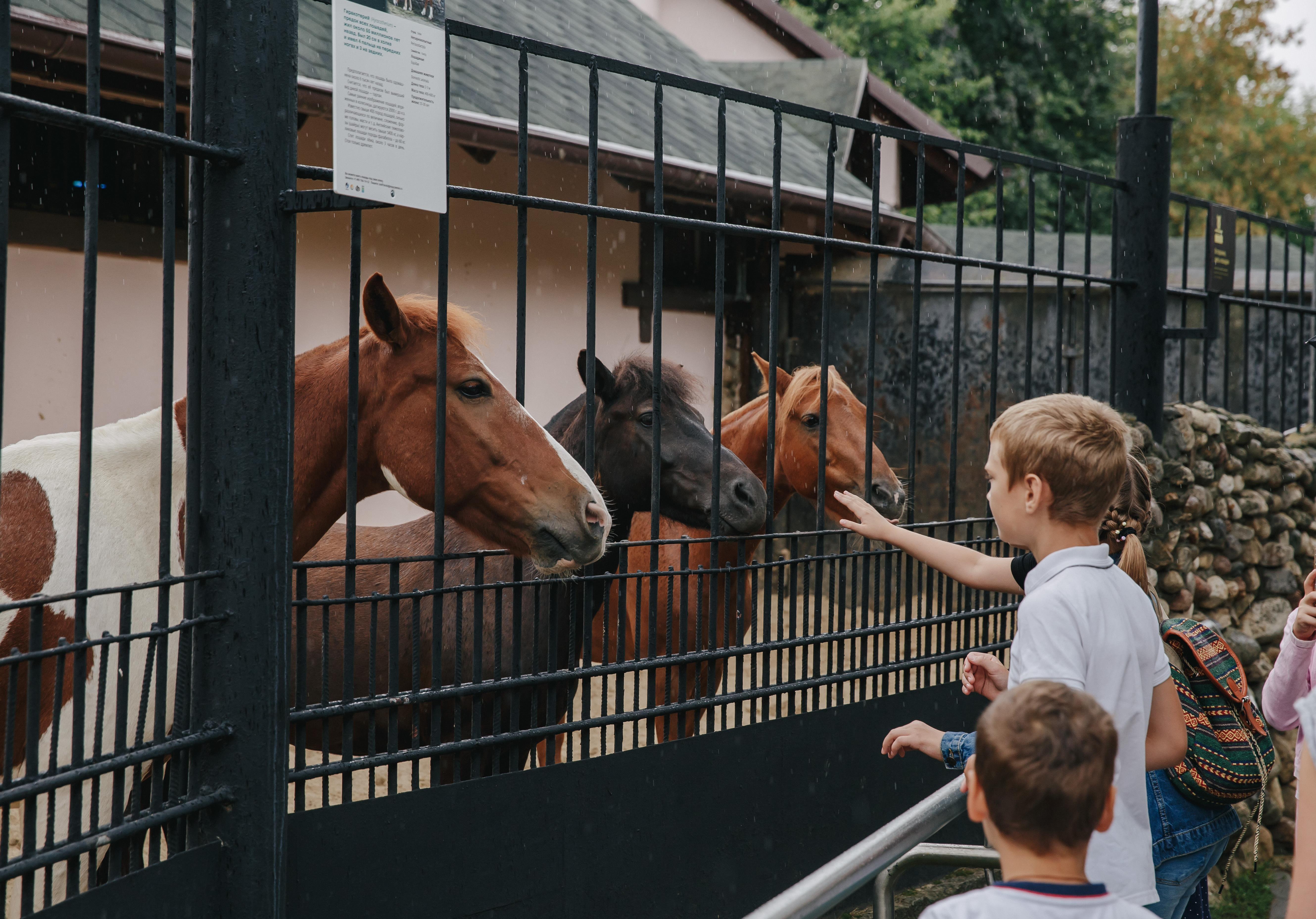 Юная мурманчанка стала золотым призером конкурса “Лаборатория ZOO” |  Информационное агентство «Би-порт»