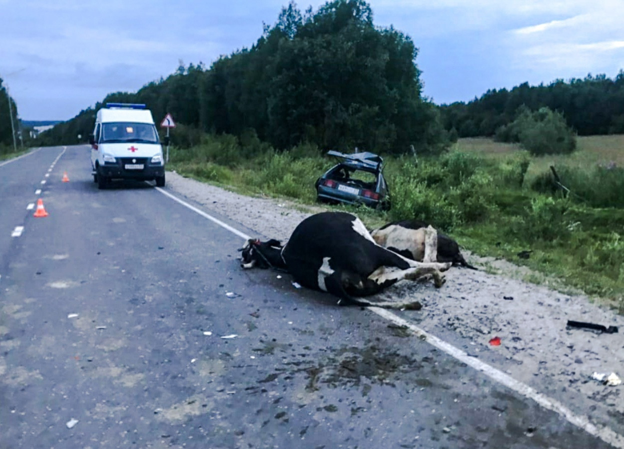 Водитель из Умбы получил срок за смертельное ДТП с коровами |  Информационное агентство «Би-порт»