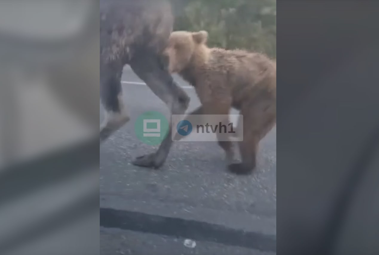 Видео медведи против. Медведь в Апатитах.