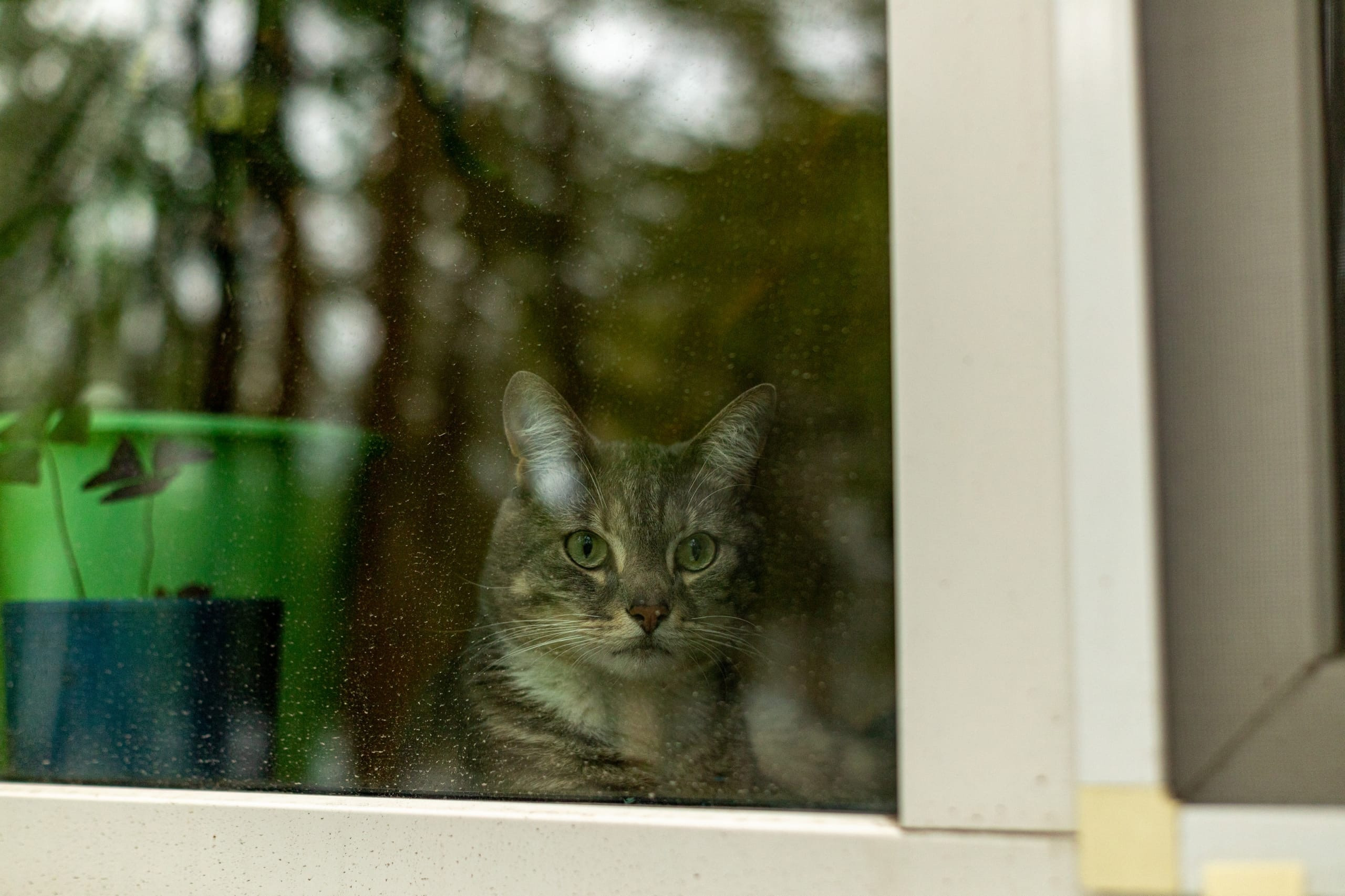Мяуканье кошки стало причиной поножовщины в Мурманске | Информационное  агентство «Би-порт»