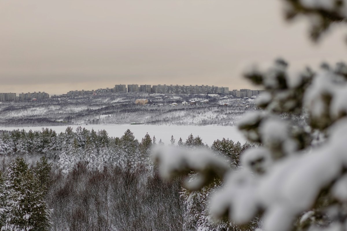 Зимний лес рядом с Мурманском.