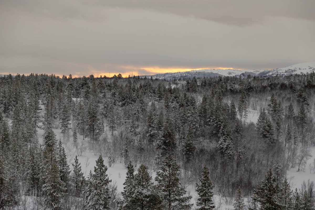 Лес в Мурманской области зимой с проблесками солнца на горизонте.