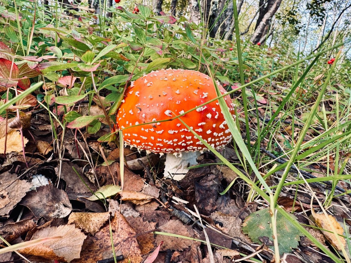 Гриб мухомор в лесу Мурманской области.