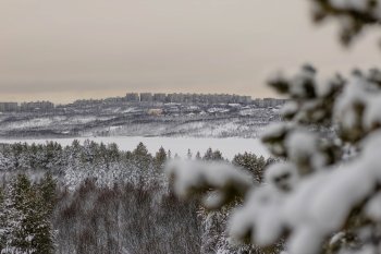 Зимний лес рядом с Мурманском.
