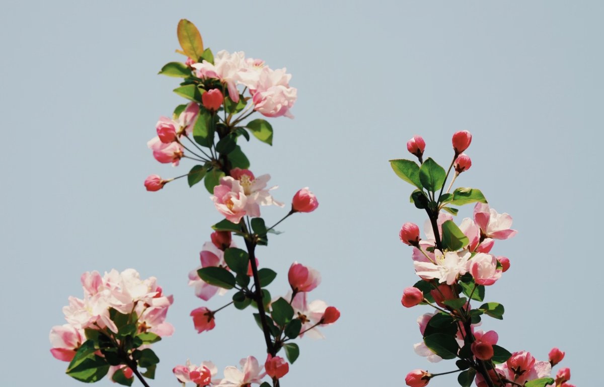 Ветки с цветами