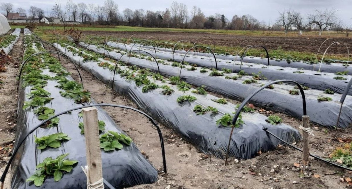 грядки с клубникой