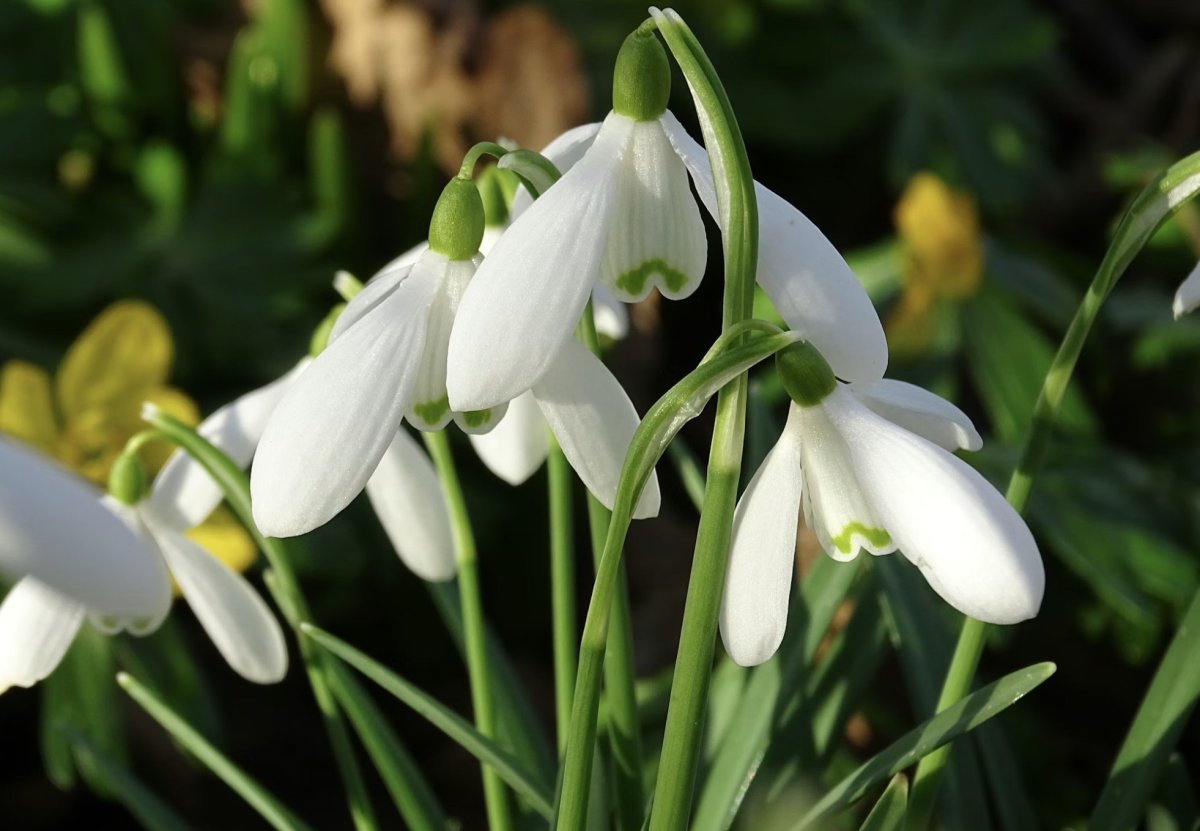 Подснежники крупным планом