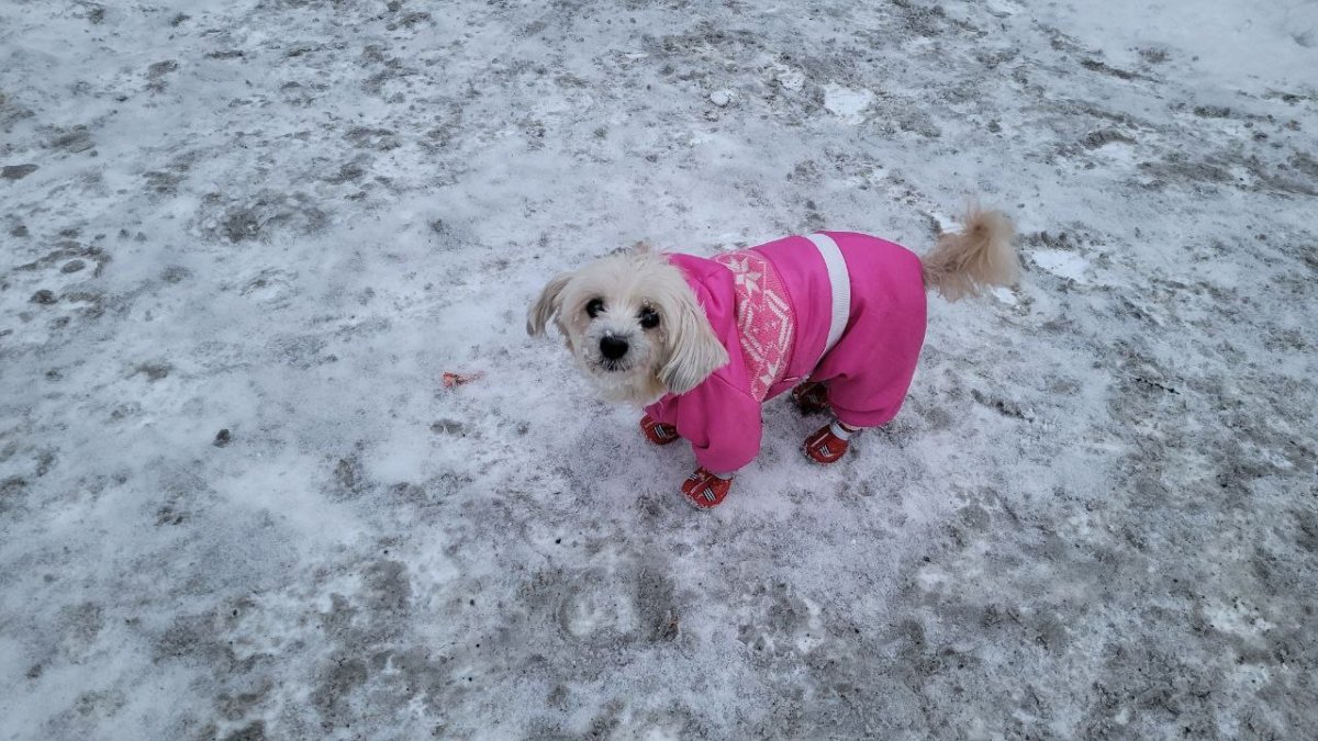 Собака на улице зимой в Мурманске