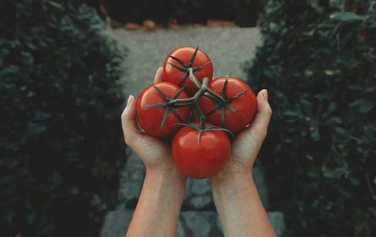 томаты в руках
