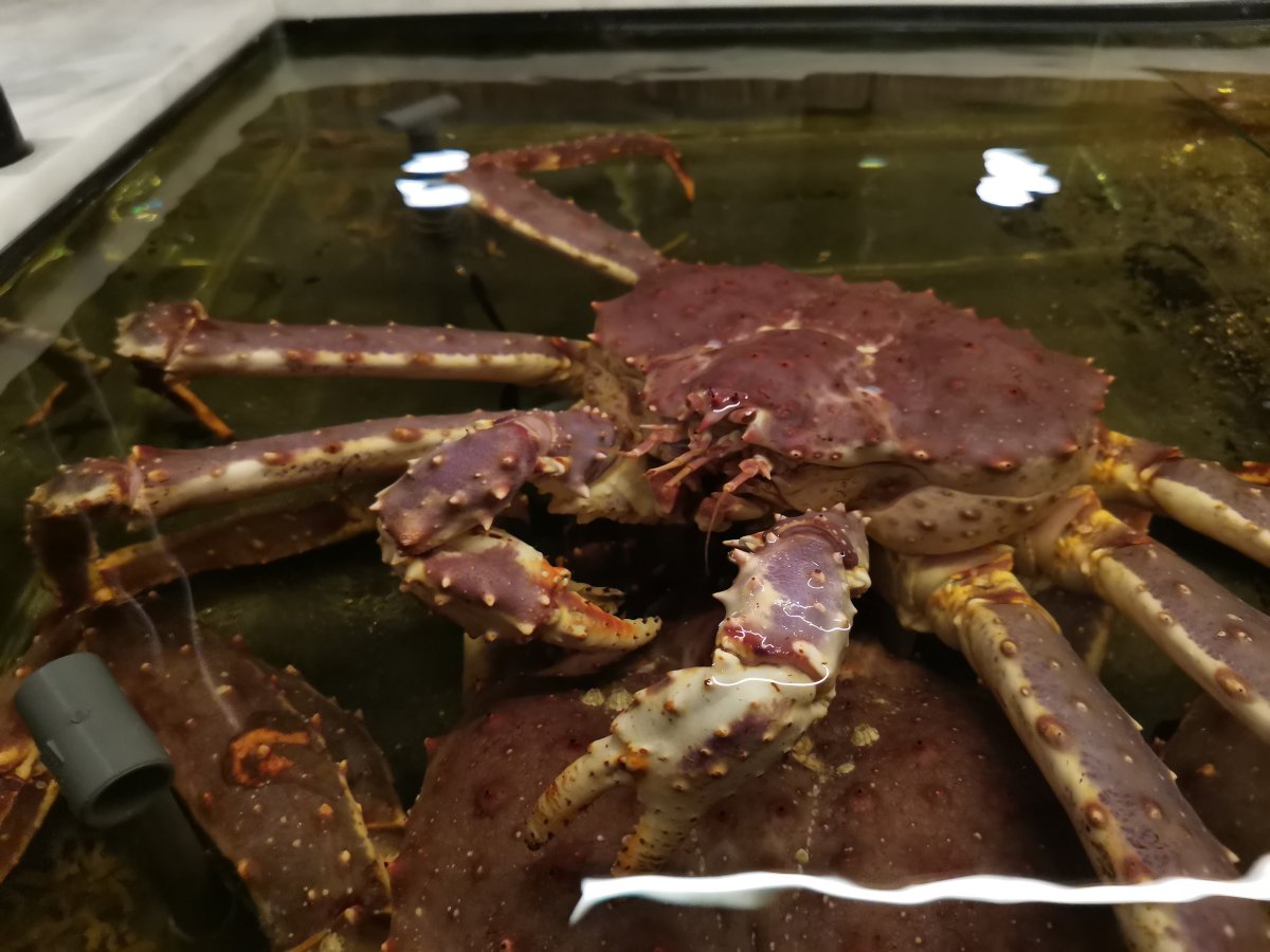 Живой краб на передержке.