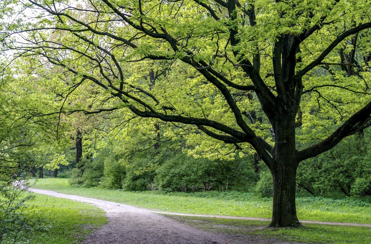 Зеленые деревья в парке