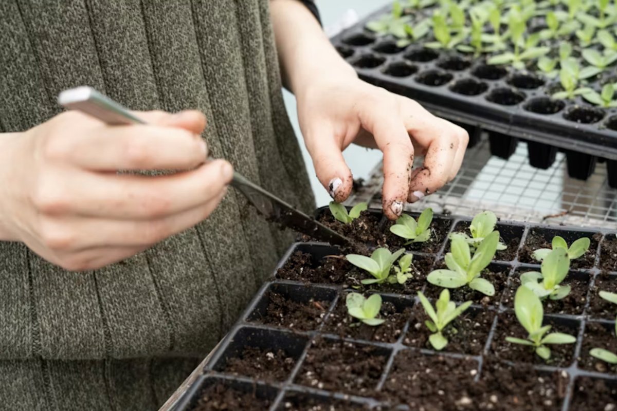 Сажают рассаду