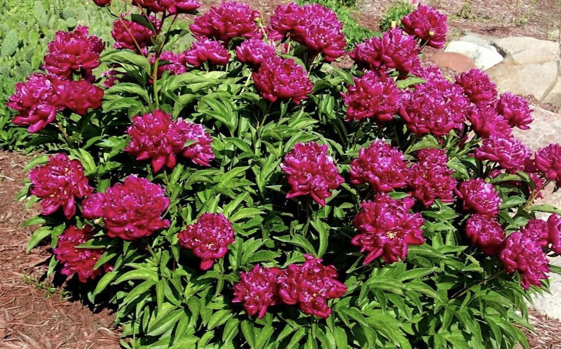 бордовые пионы на клумбе