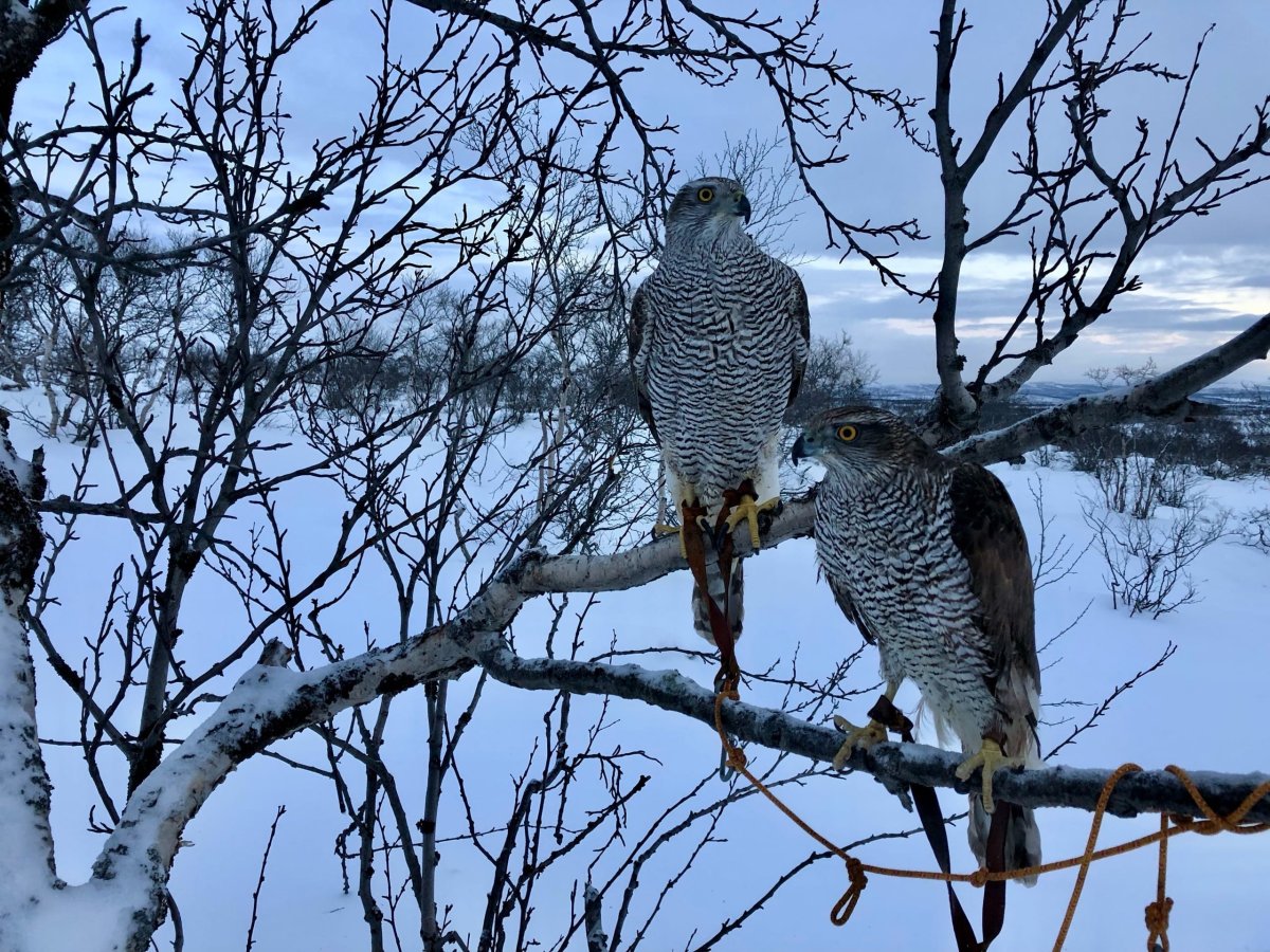Ястребы-тетеревятники сидят на дереве зимой