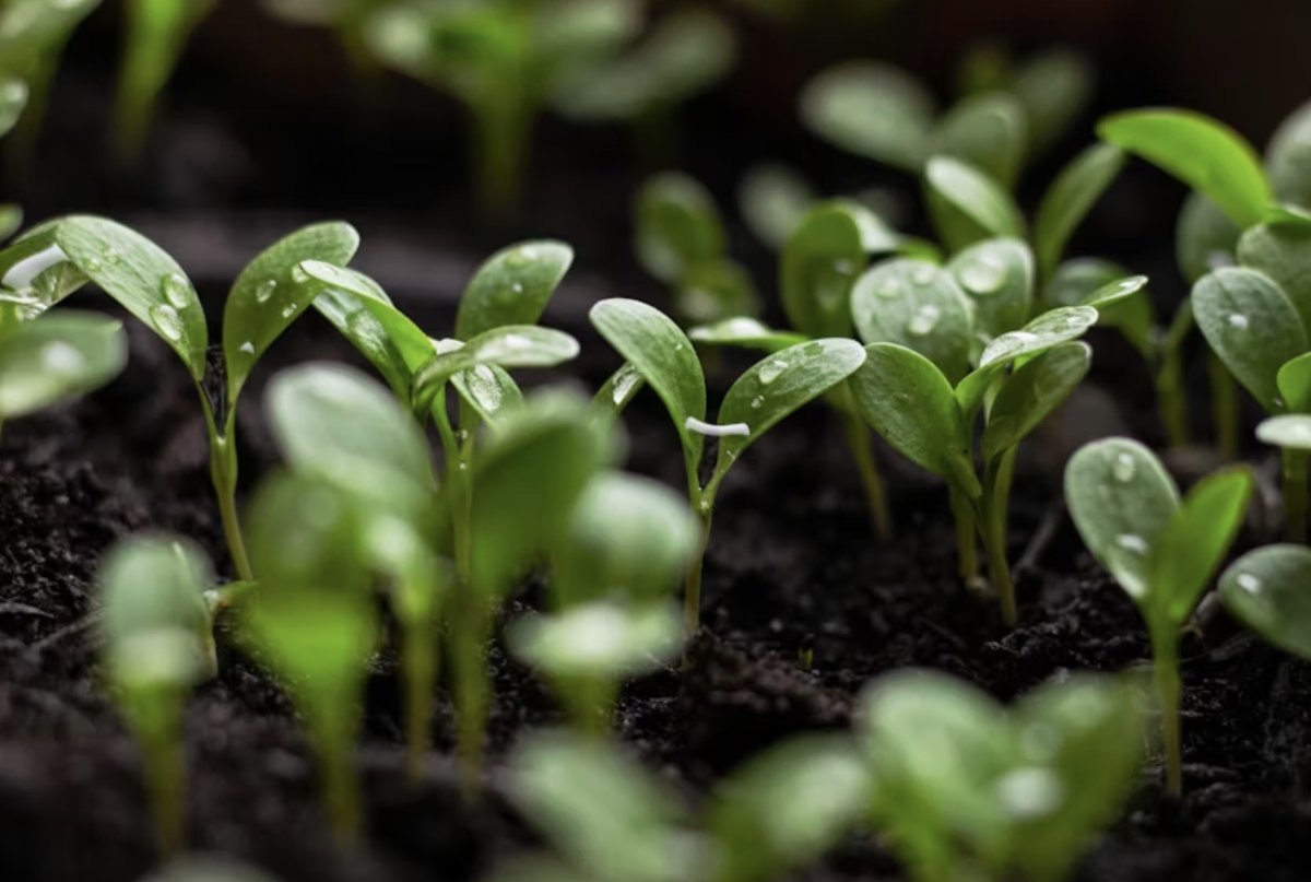 Рассада в земле