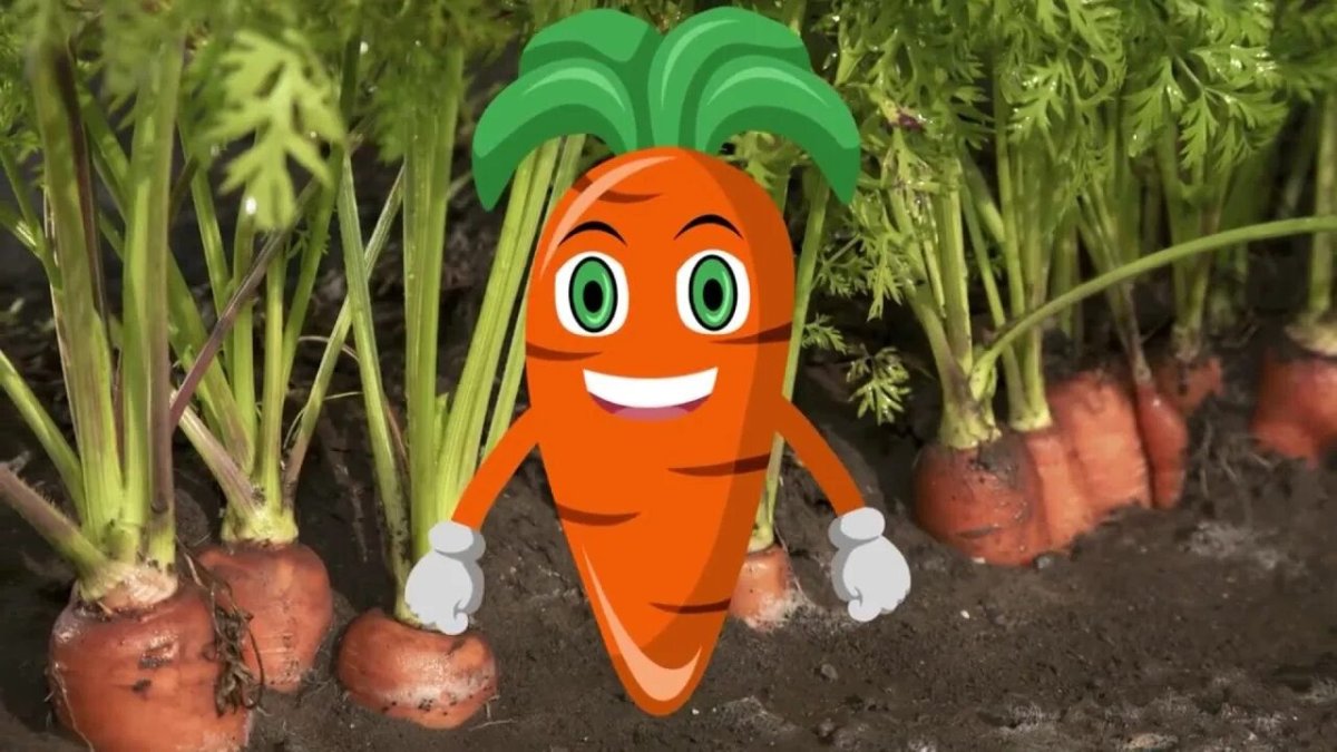 Лучшие сорта моркови в 2026 году.