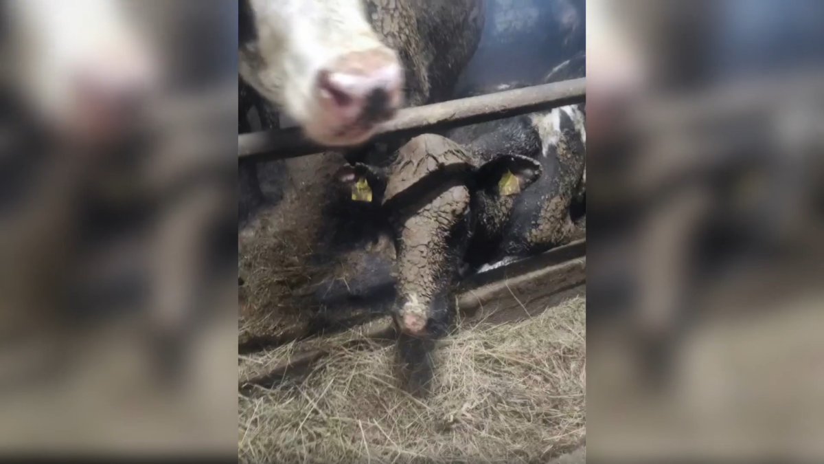 Коровы в ужасных условиях на ферме в Апатитах