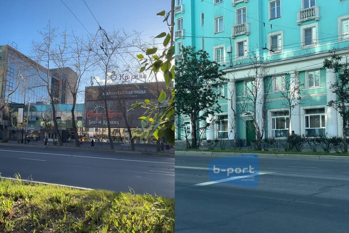 Засохшие в Мурманске деревья