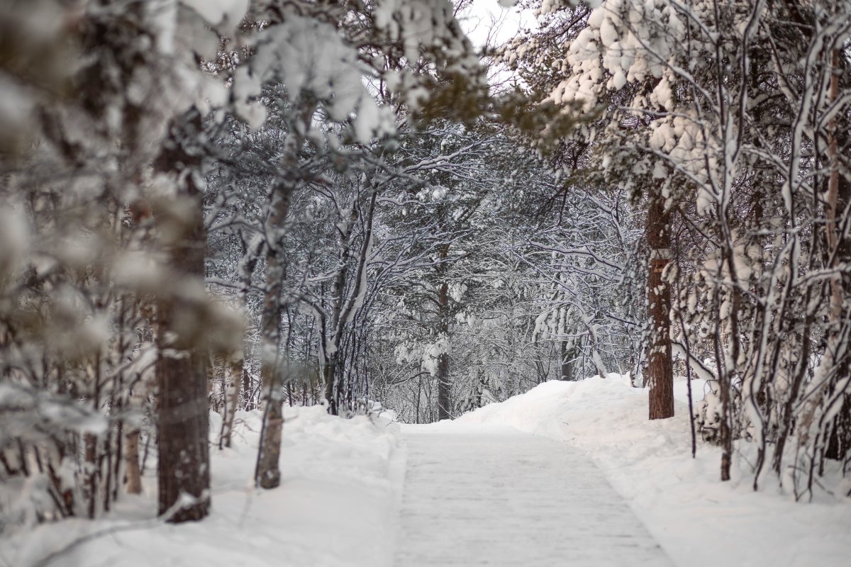 Дорожка в снежном лесу зимой