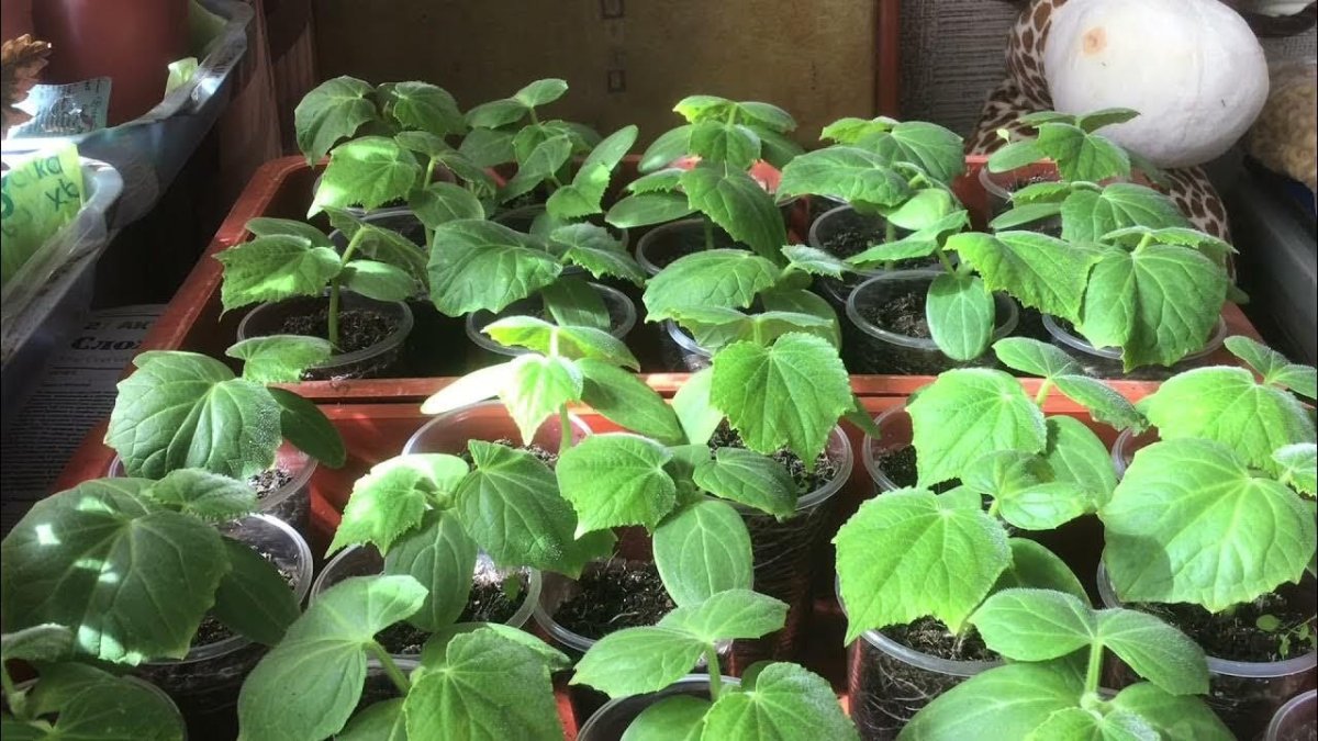 рассада огурцов на подоконнике