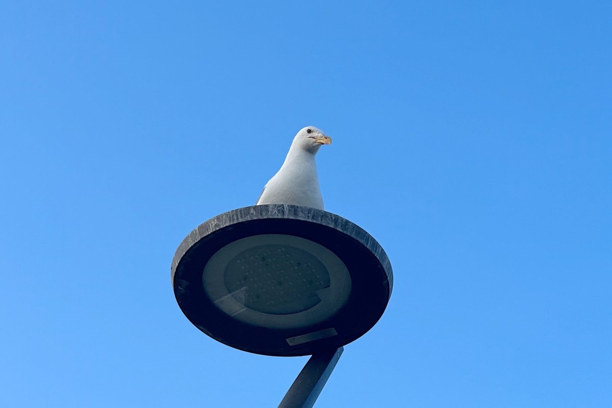 Чайка сидит на фонарном столбе.