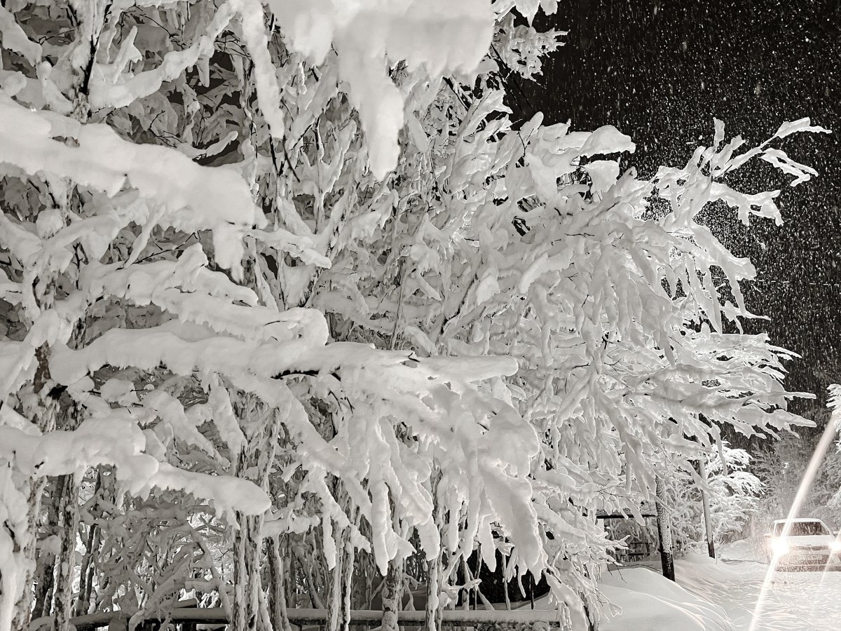 Деревья в снегу зимой