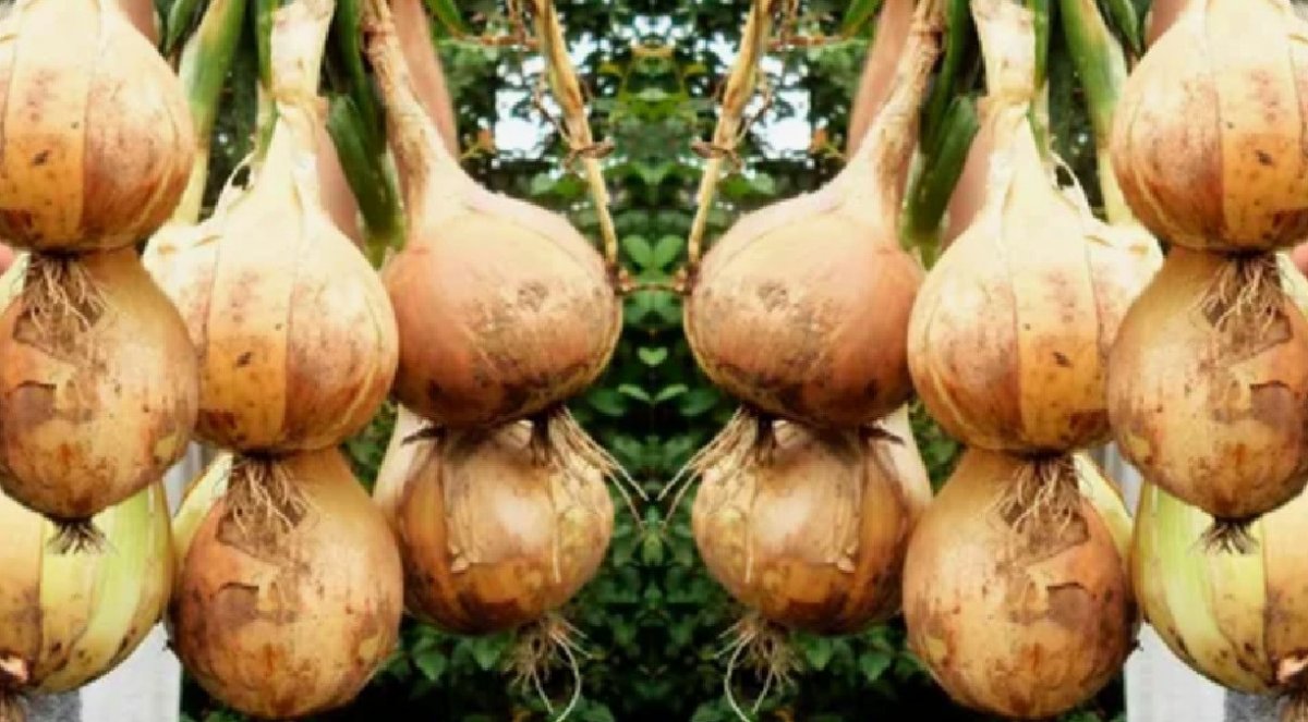 крупные луковицы