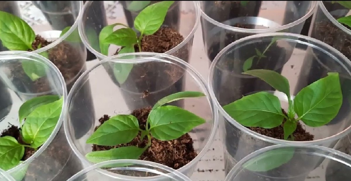 рассада перцев