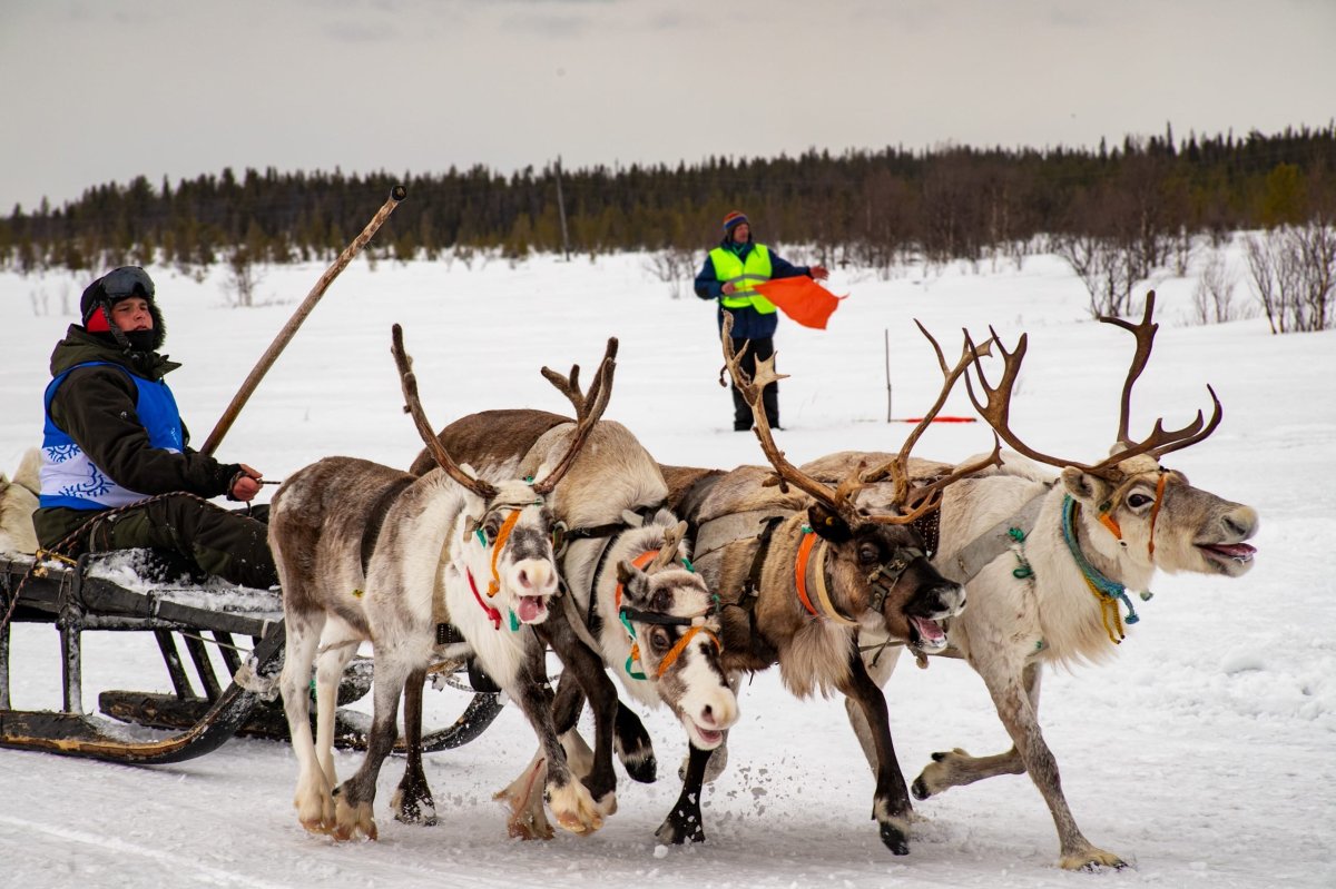 Соревнования по гонке на оленьих упряжках.