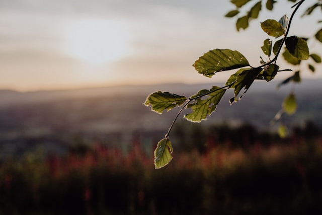 ветка дерева на фоне туманного утра
