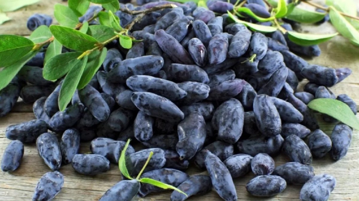 ягоды жимолости