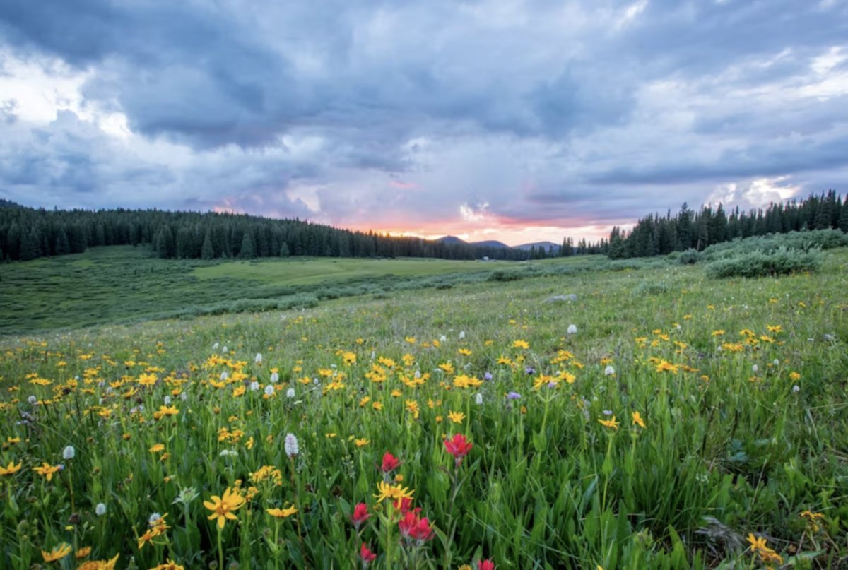 Цветущее поле