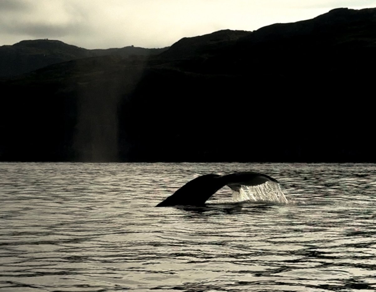 Хвост кита торчит из моды