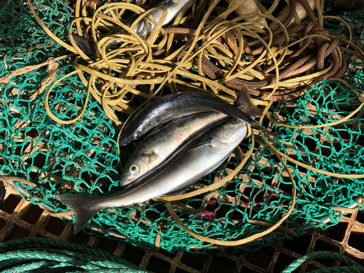 Пойманная в сети рыба