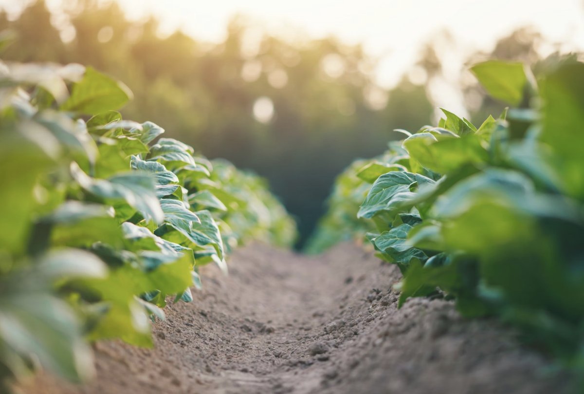 Рассада в земле