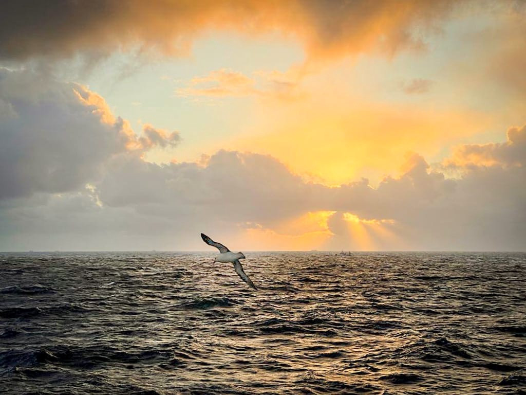 Чайка над морем