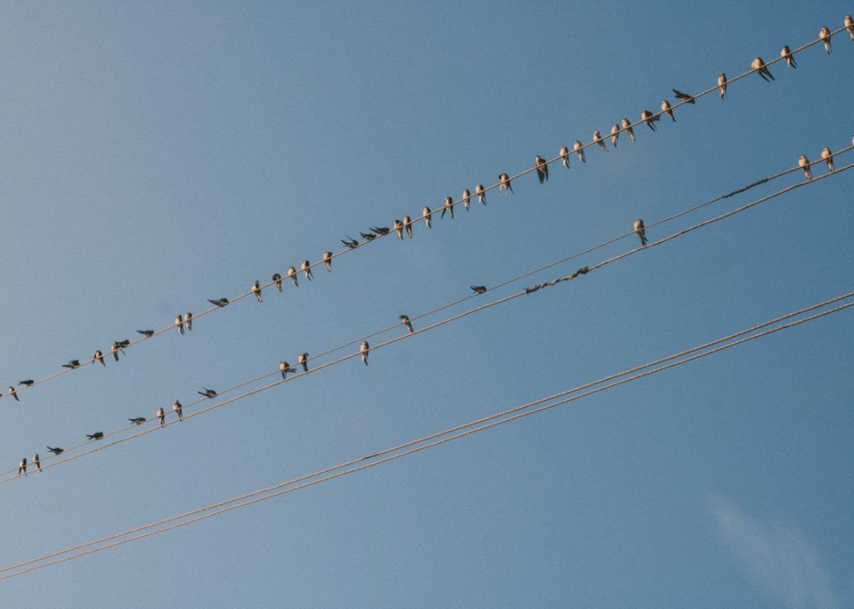 Птицы на проводах