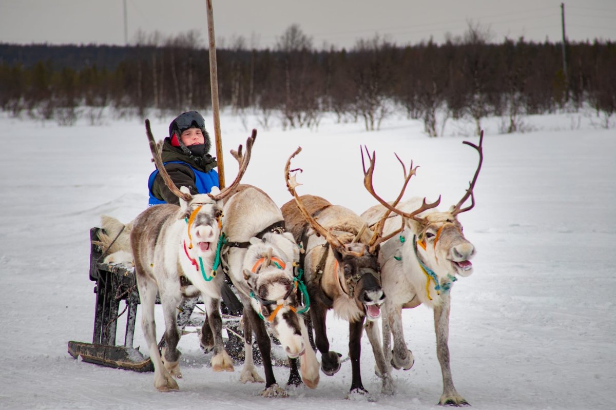 Мужчина едет в оленей упряжке зимой