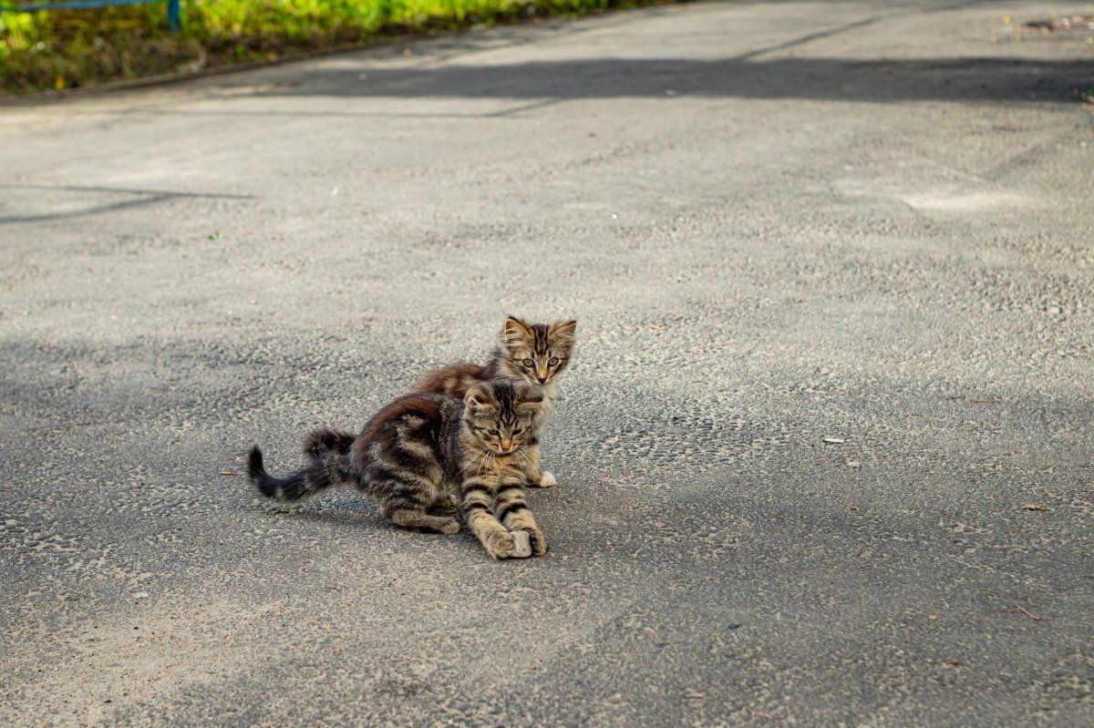 Котята играют на дороге.